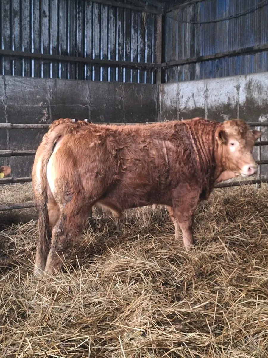 Pedigree Limousin Bull For Sale - Image 2