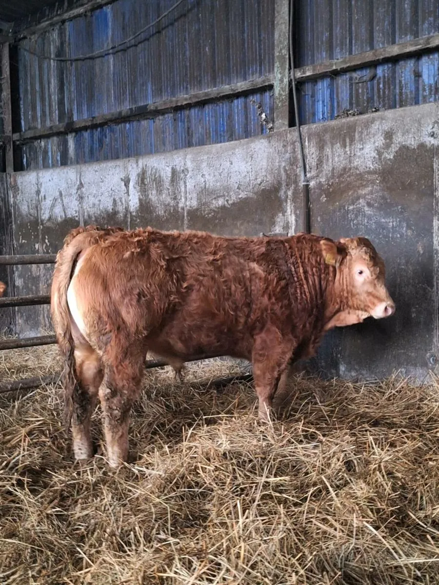 Pedigree Limousin Bull For Sale - Image 3