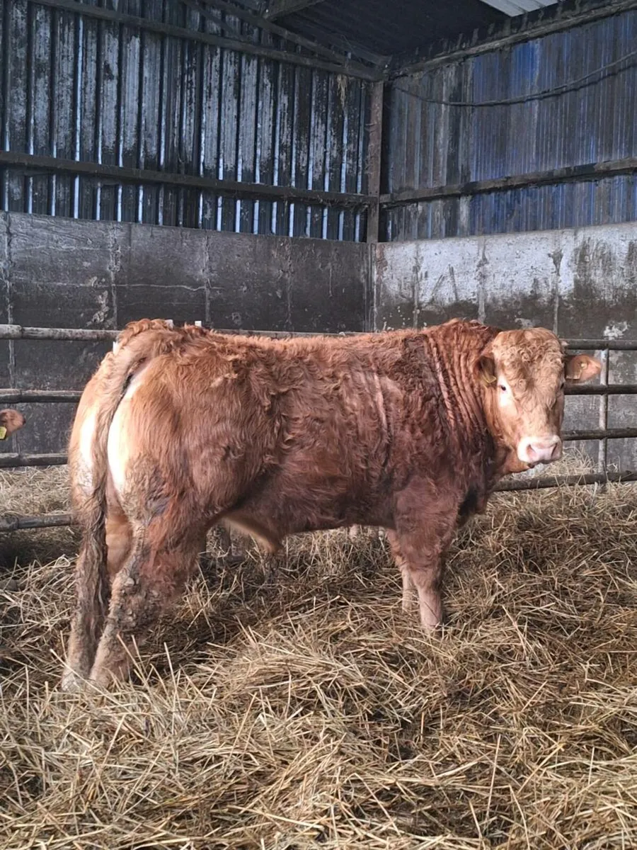 Pedigree Limousin Bull For Sale - Image 1