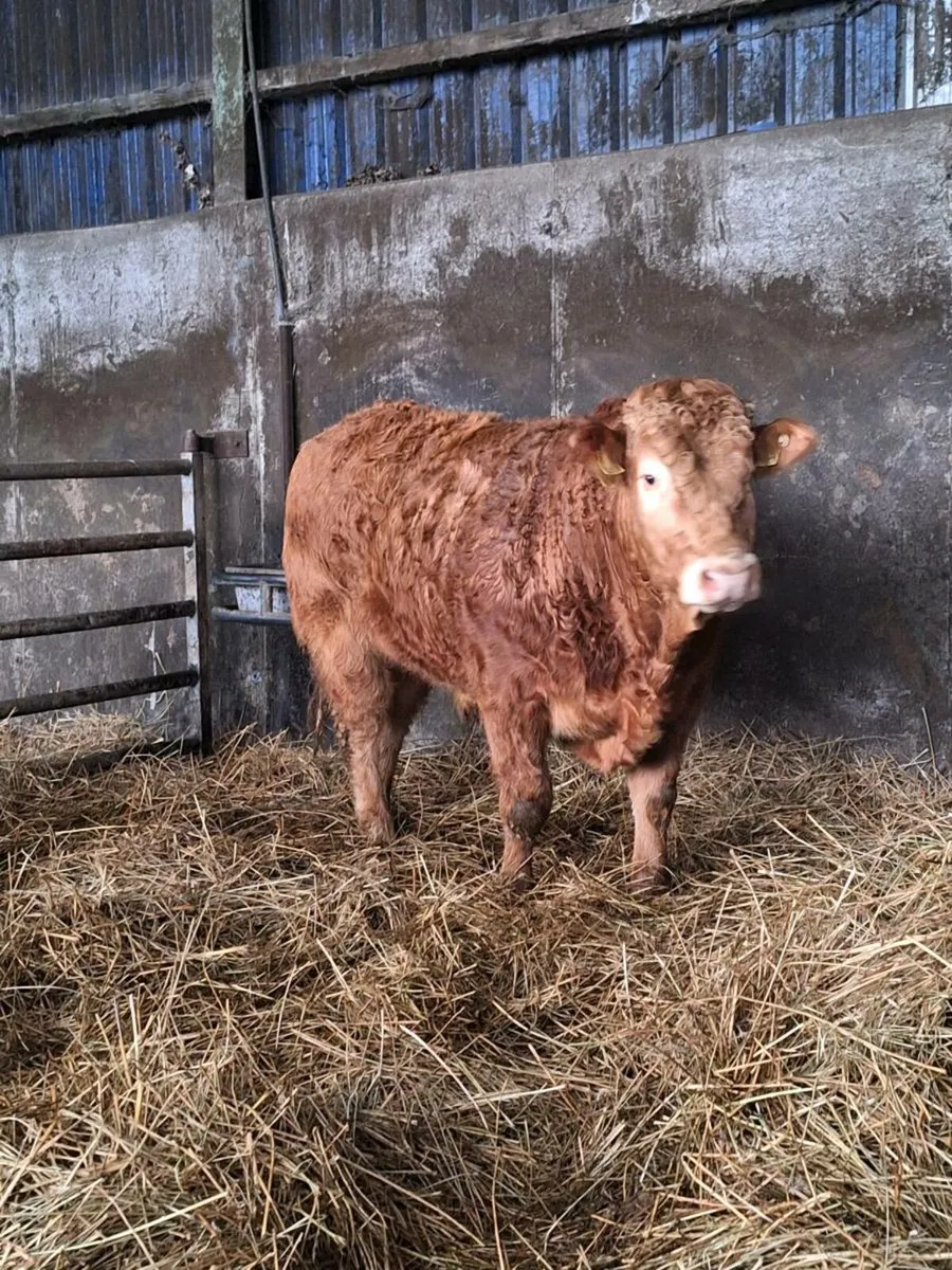 Pedigree Limousin Bull For Sale - Image 4