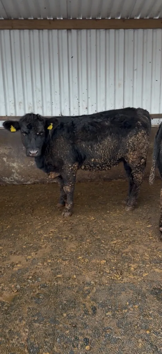Two Pedigree Aberdeen Angus Heifers - Image 2