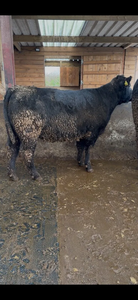 Two Pedigree Aberdeen Angus Heifers - Image 4