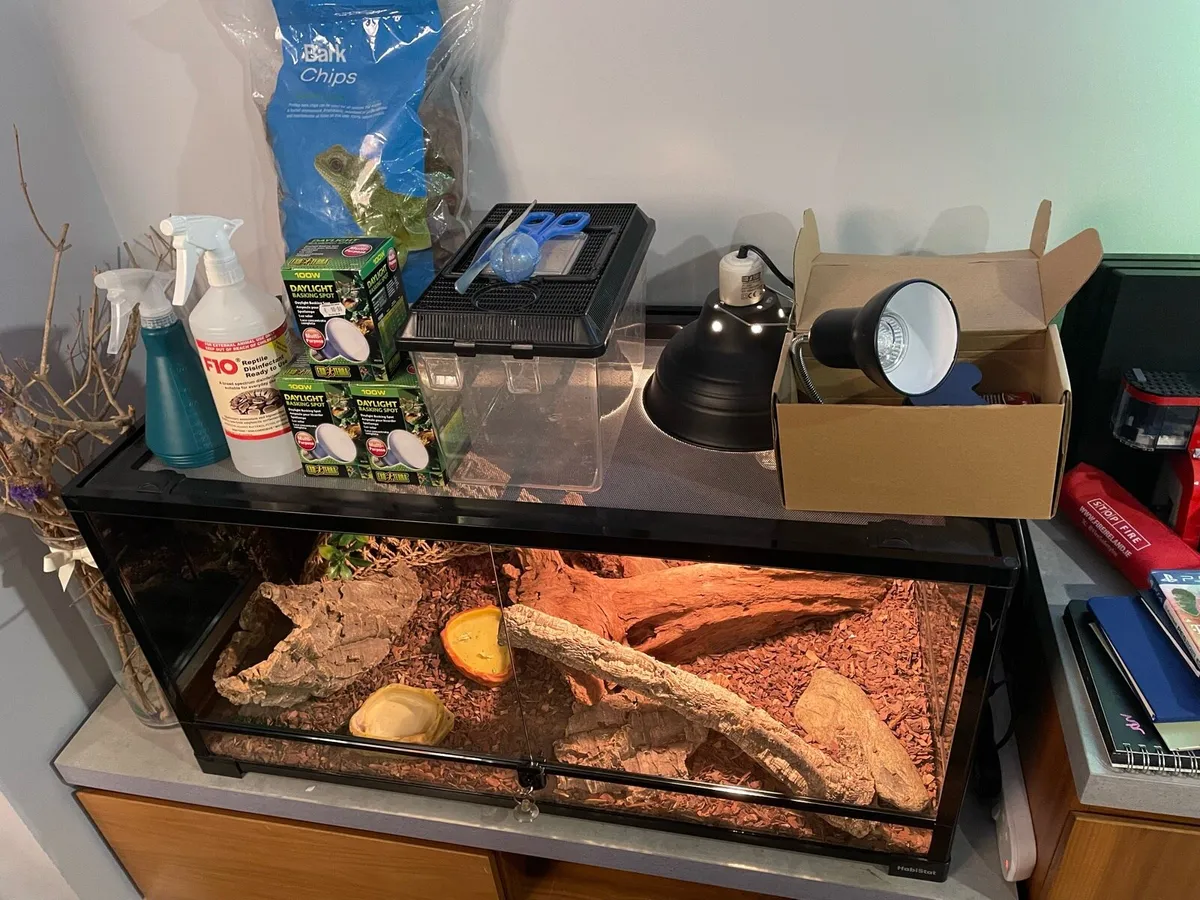 Lizard/ Reptile Habitat - Image 1