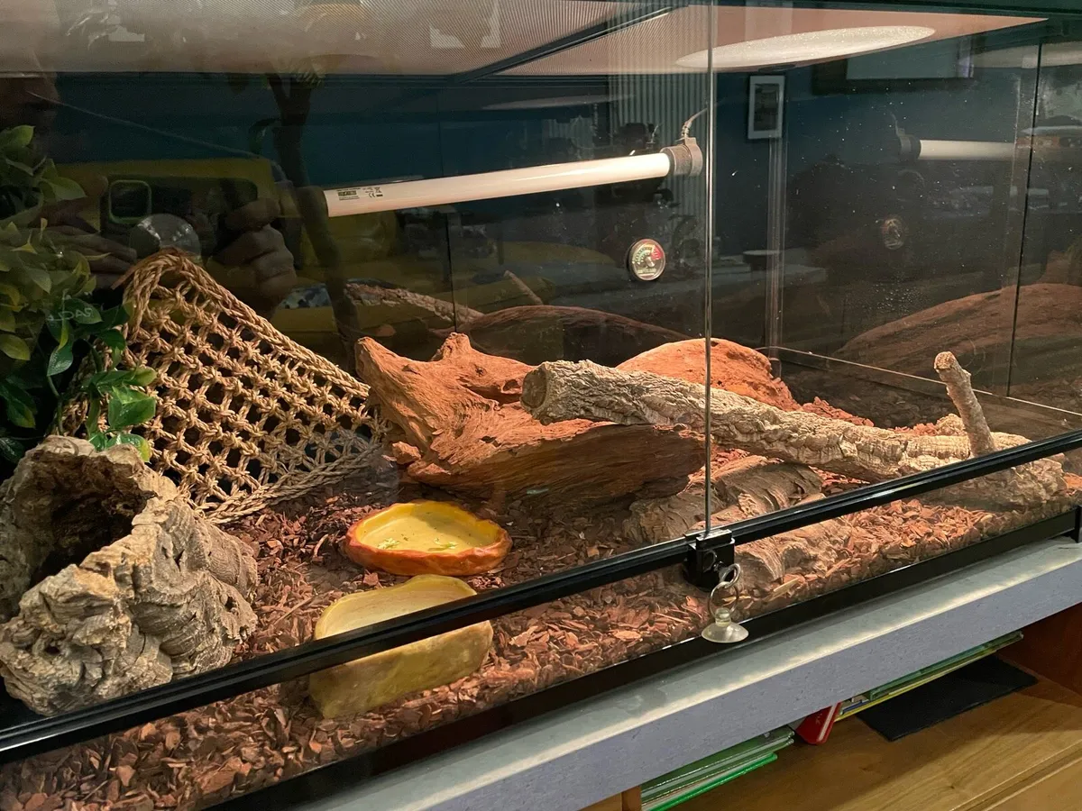 Lizard/ Reptile Habitat - Image 4