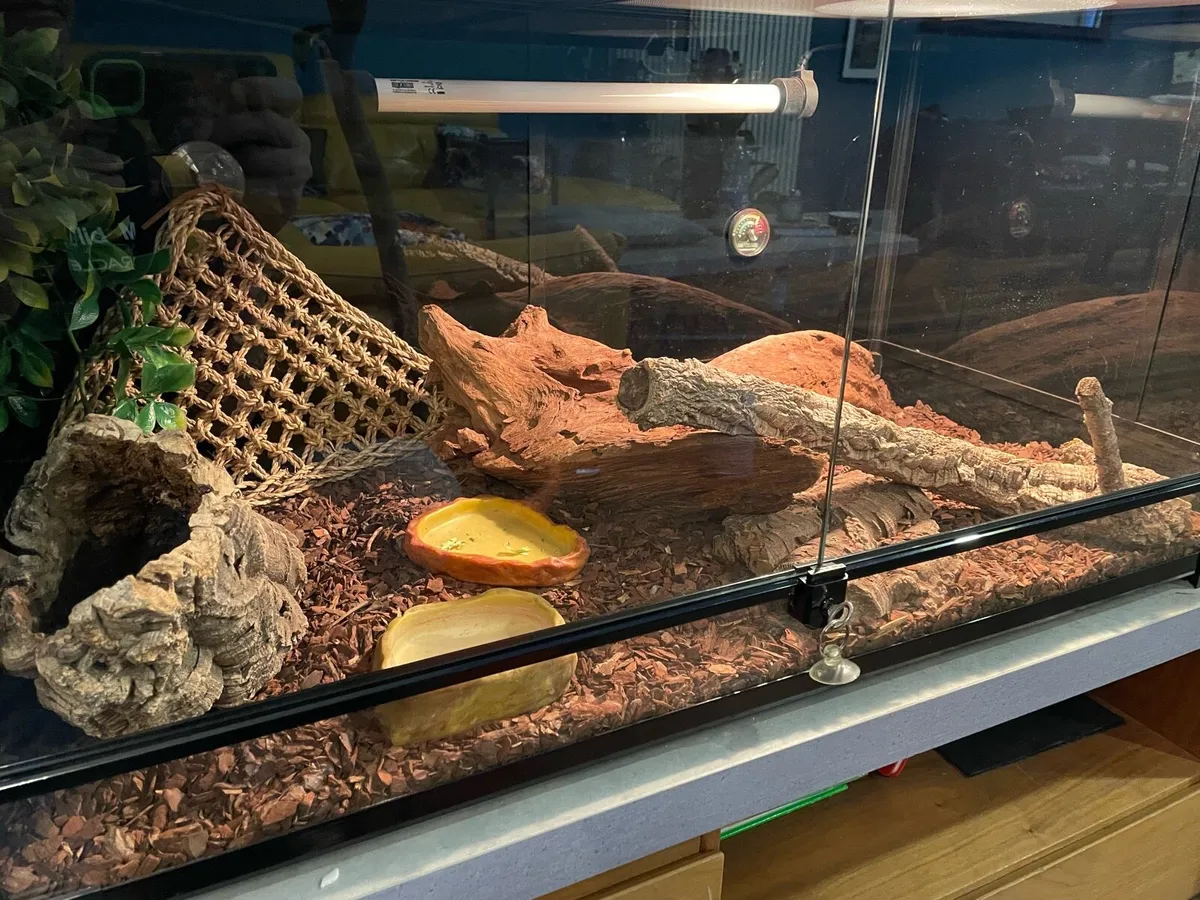 Lizard/ Reptile Habitat - Image 3