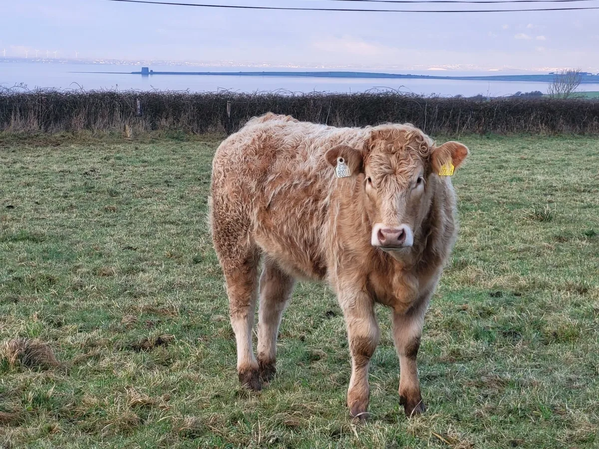 Weanling heifers - Image 1