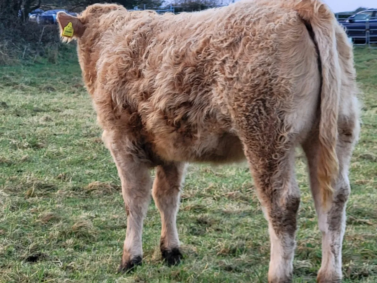 Weanling heifers - Image 2