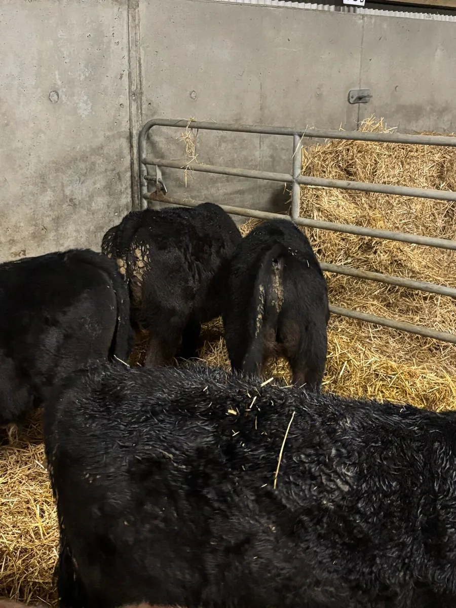 12 AA REARED CALVES - Image 3