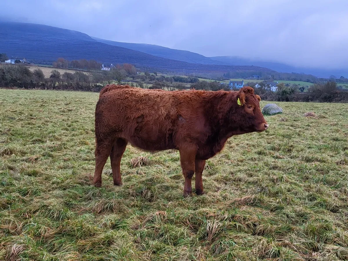 Weanling heifers - Image 4