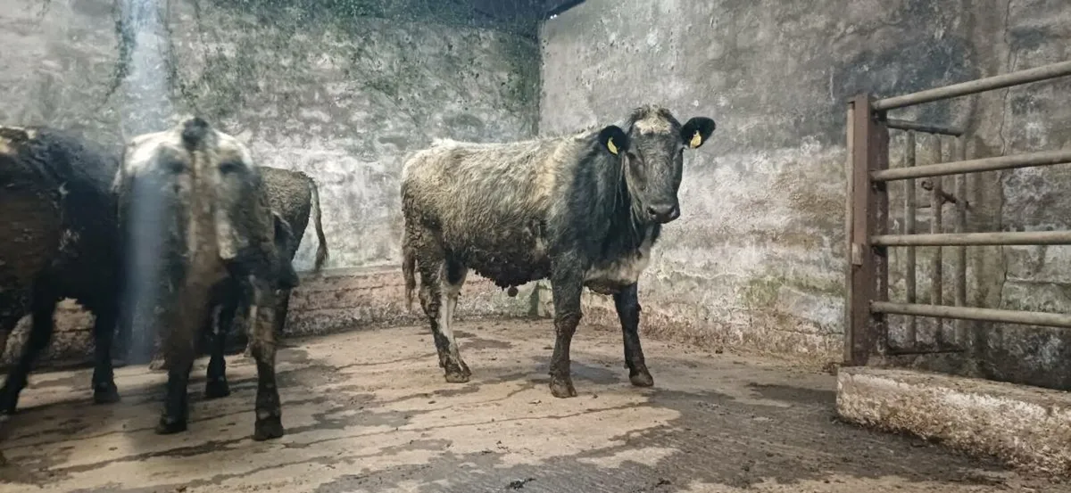 ⭐️⭐️ Shorthorn Breeding Heifers ⭐️⭐️ - Image 3