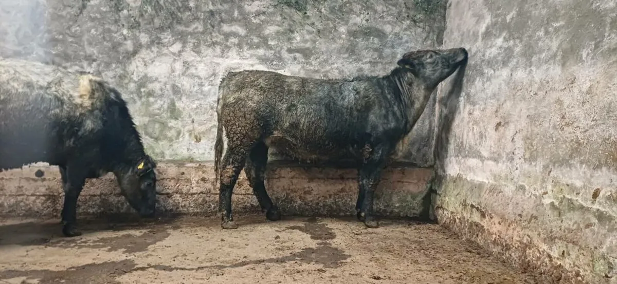 ⭐️⭐️ Shorthorn Breeding Heifers ⭐️⭐️ - Image 1