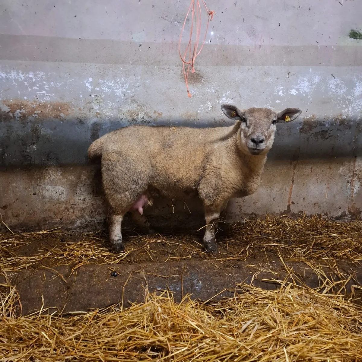 Foster ewe - Image 1