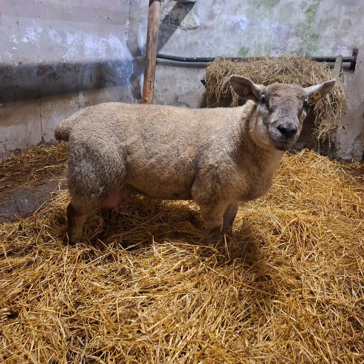 Foster ewe - Image 2
