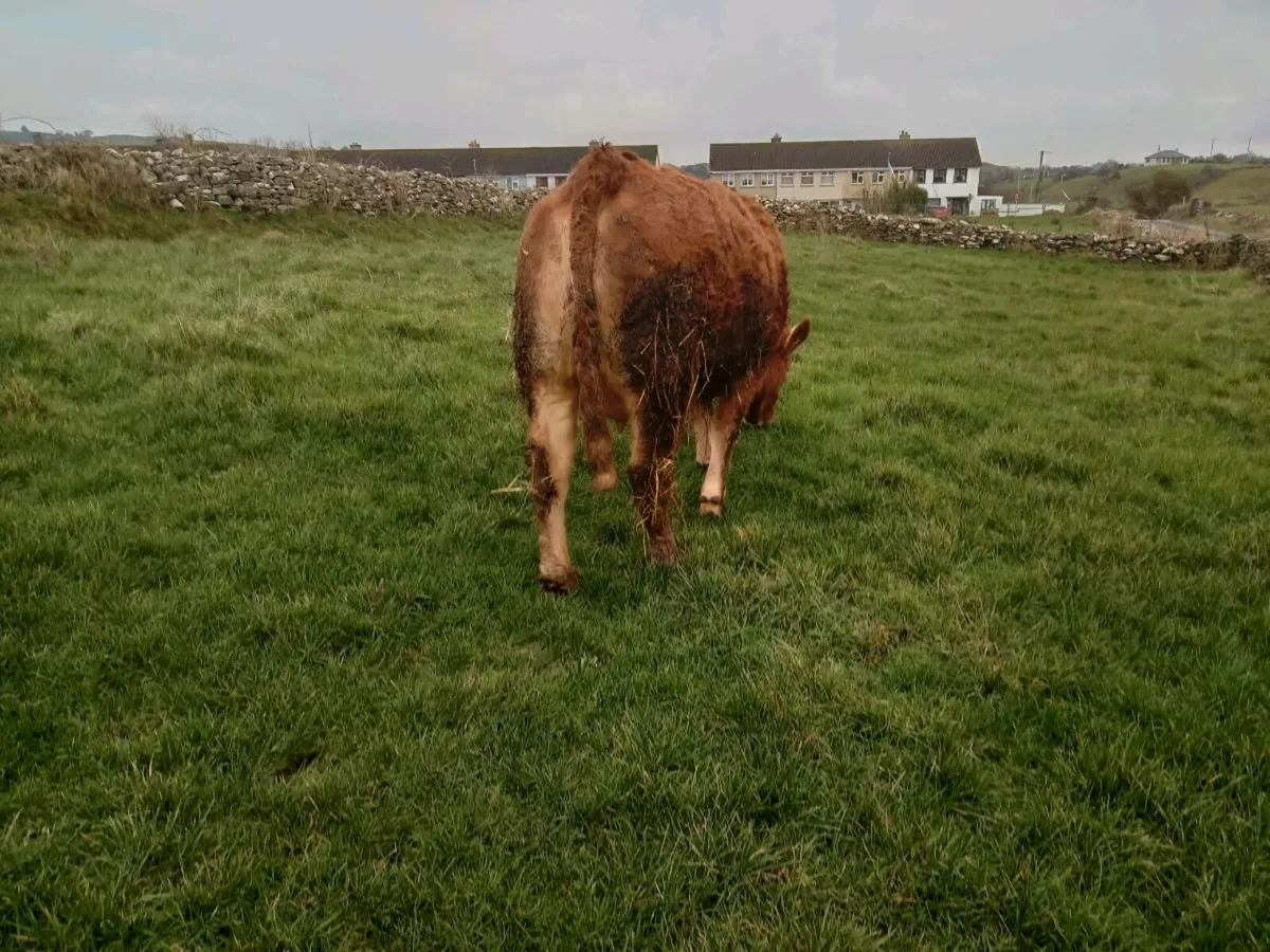 5* Springer with calf - Image 4