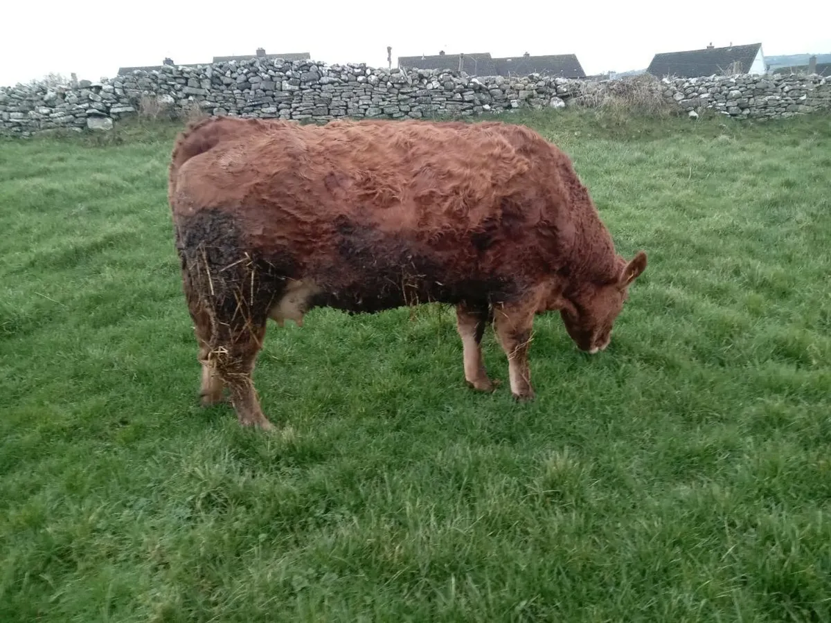 5* Springer with calf - Image 1