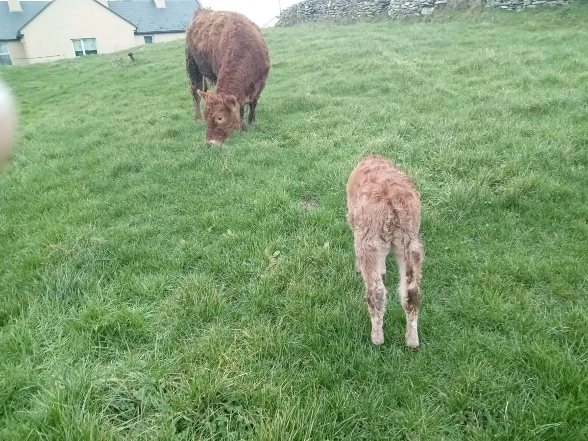 5* Springer with calf - Image 2