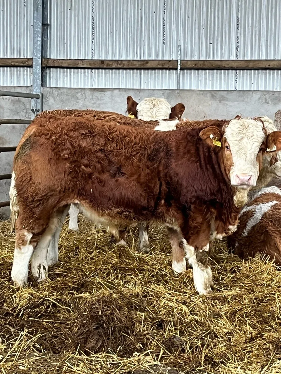 PBR Simmental bulls - Image 1