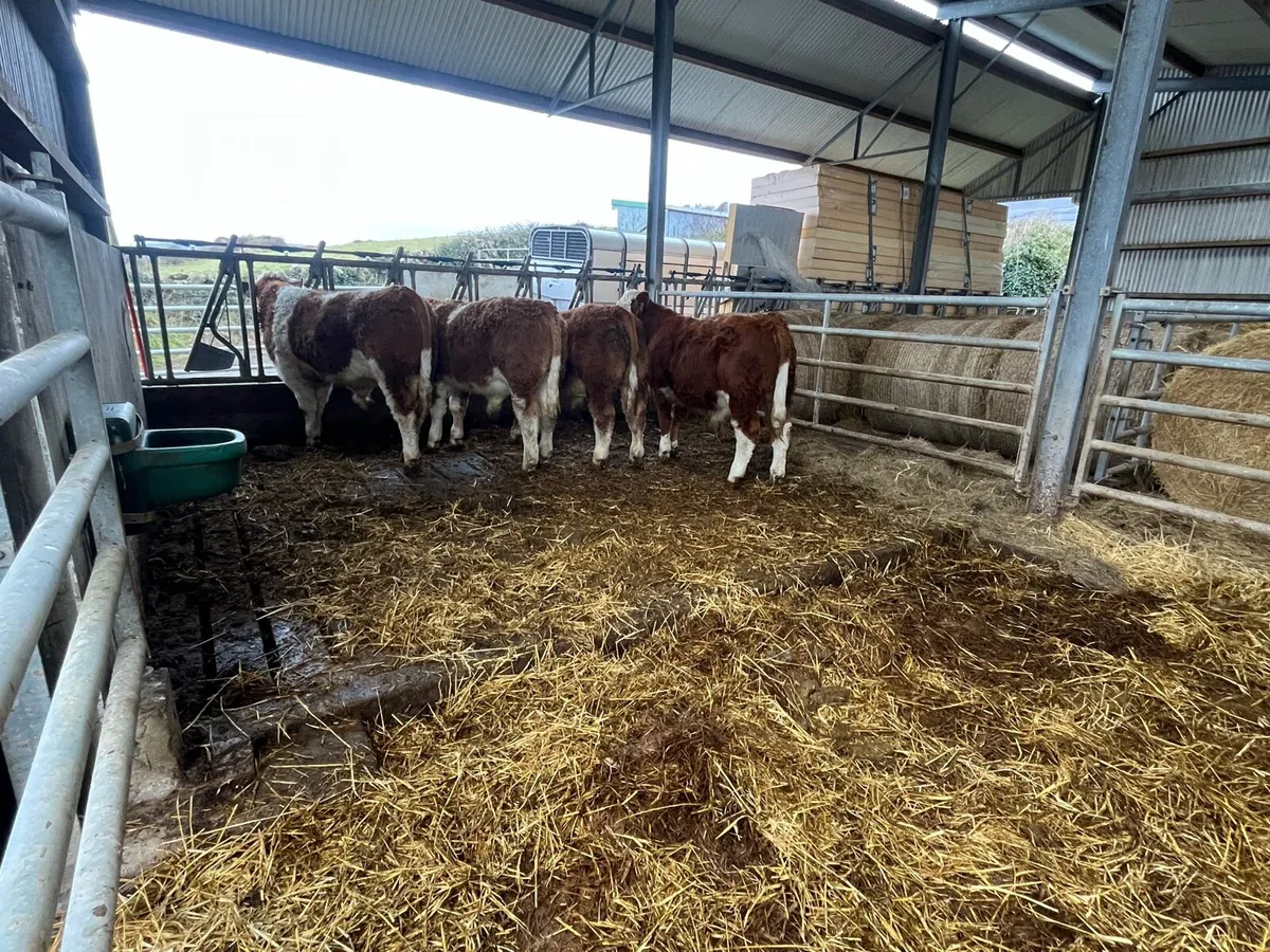 PBR Simmental bulls - Image 2