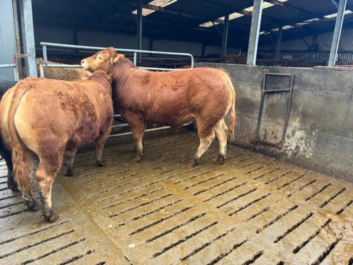 Pedigree Limousin Bulls - Image 1