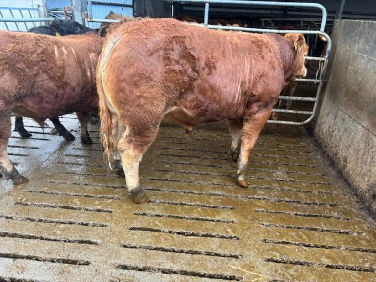 Pedigree Limousin Bulls - Image 2