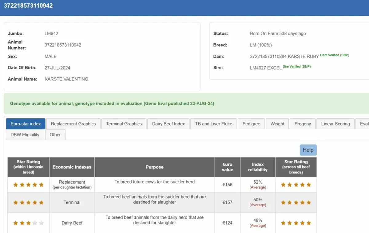 Pedigree Limousin Bulls - Image 4