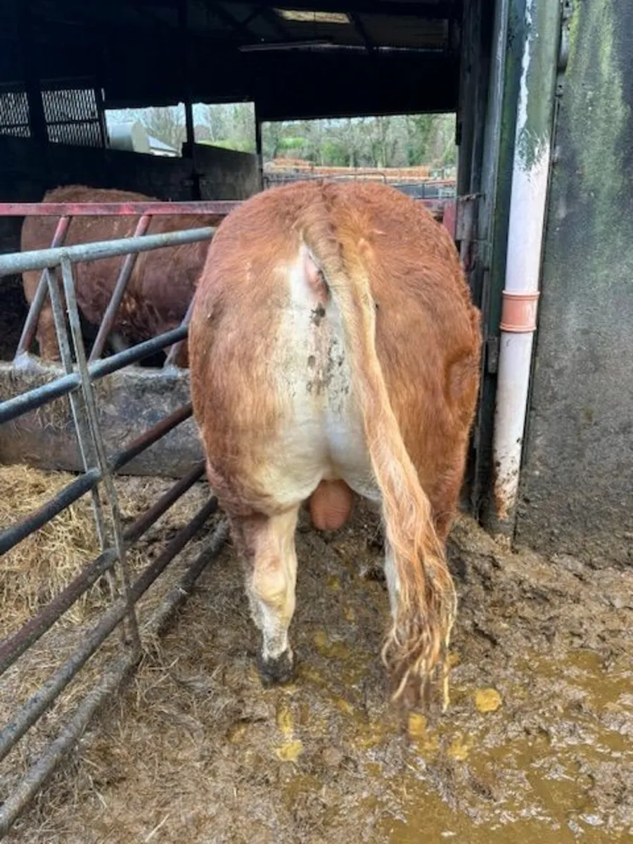 Pedigree Limousin Bulls - Image 3