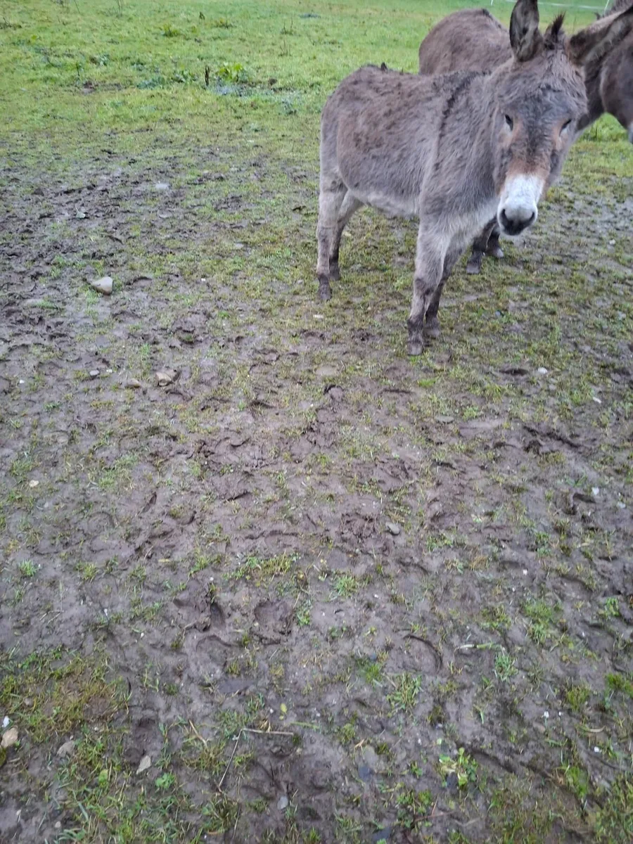 Donkey and Goat for sale - Image 2