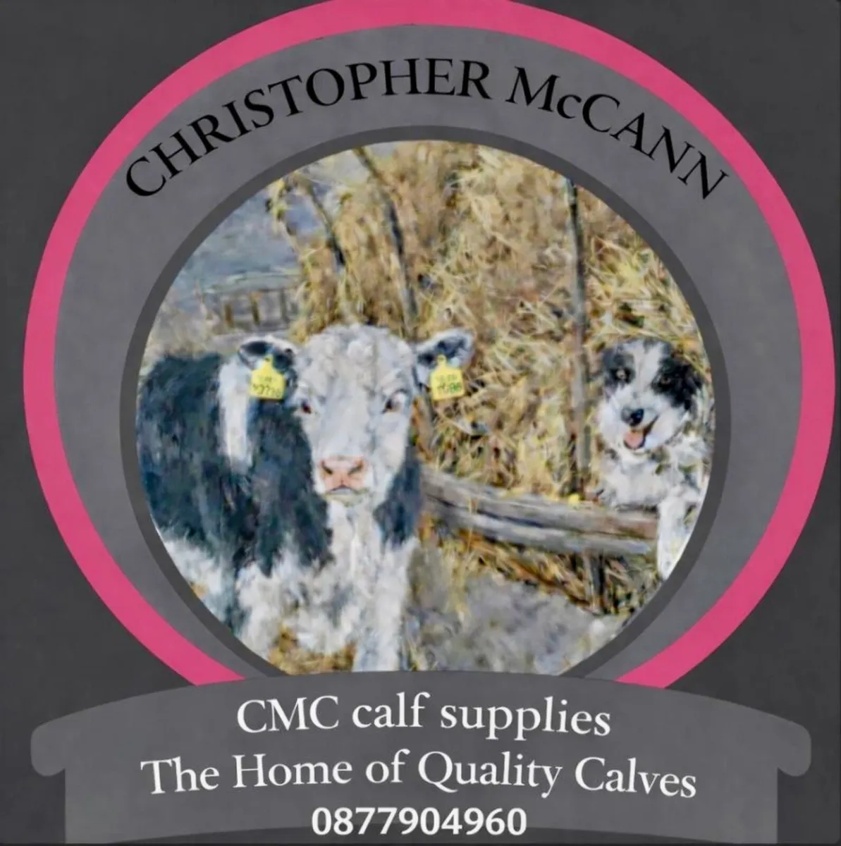 C M C CALF SUPPLIES THE HOME OF QUALITY CALVES - Image 4