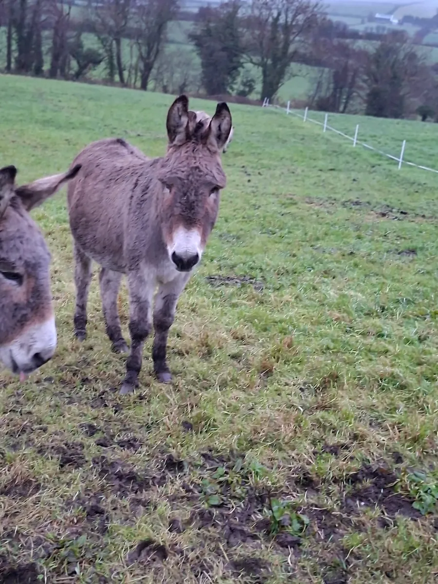 Donkey and Goat for sale - Image 1