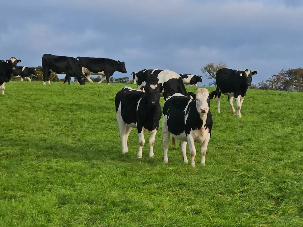 Quality Incalf Heifers - Image 1