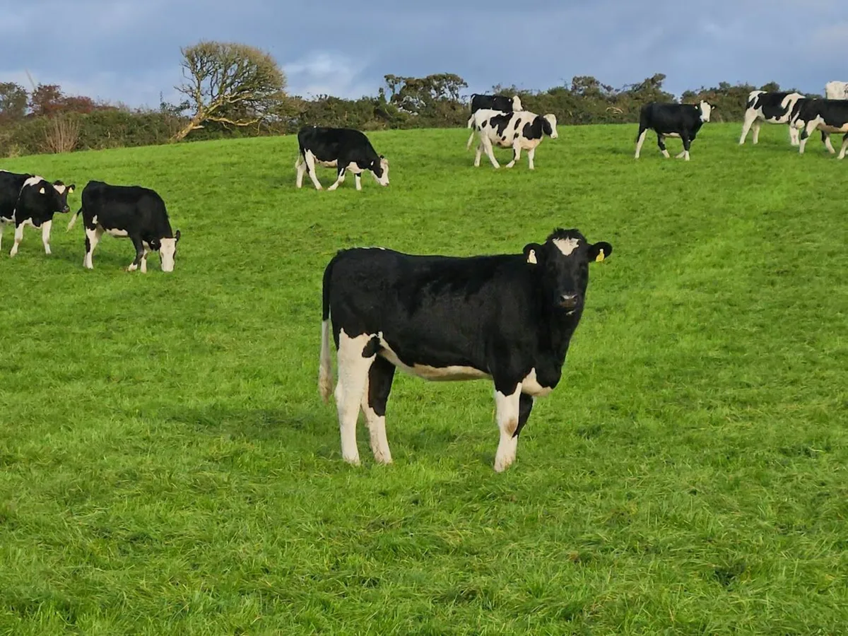 Quality Incalf Heifers - Image 2