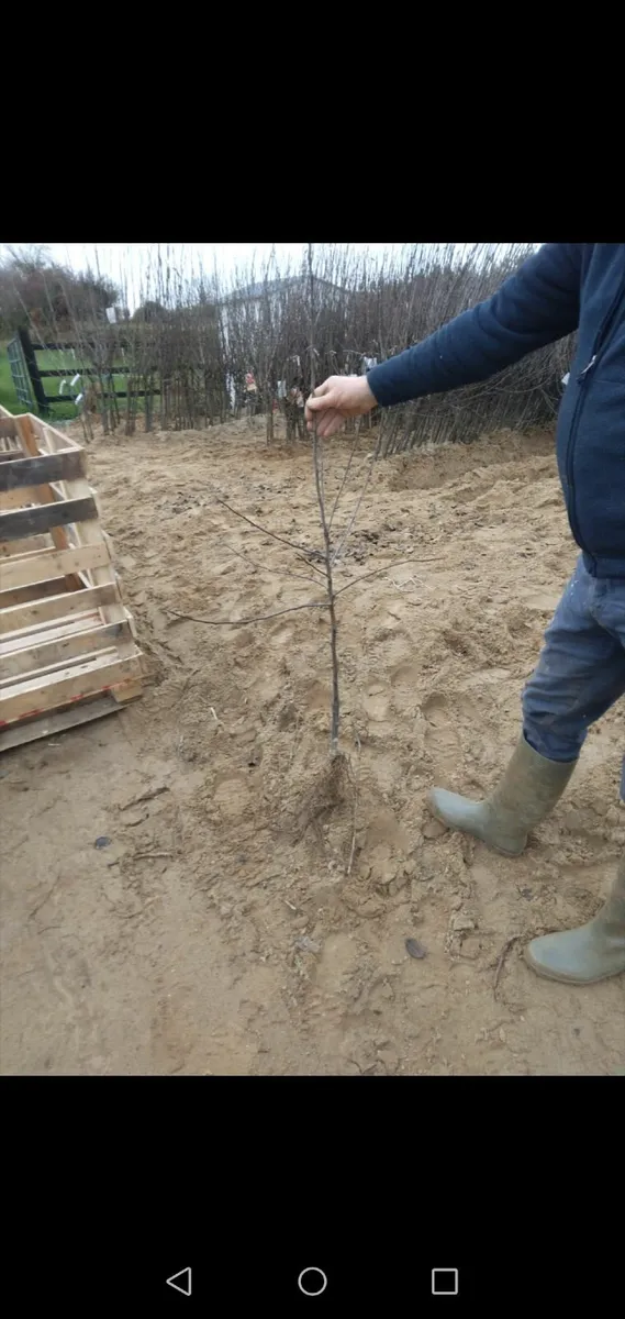 Apple Trees - Image 2