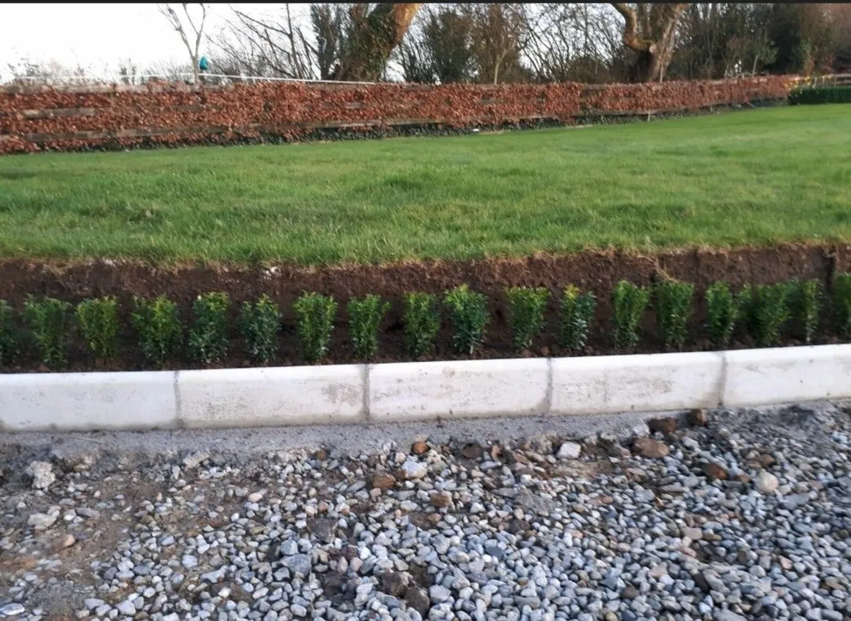 Box Hedging - Image 2