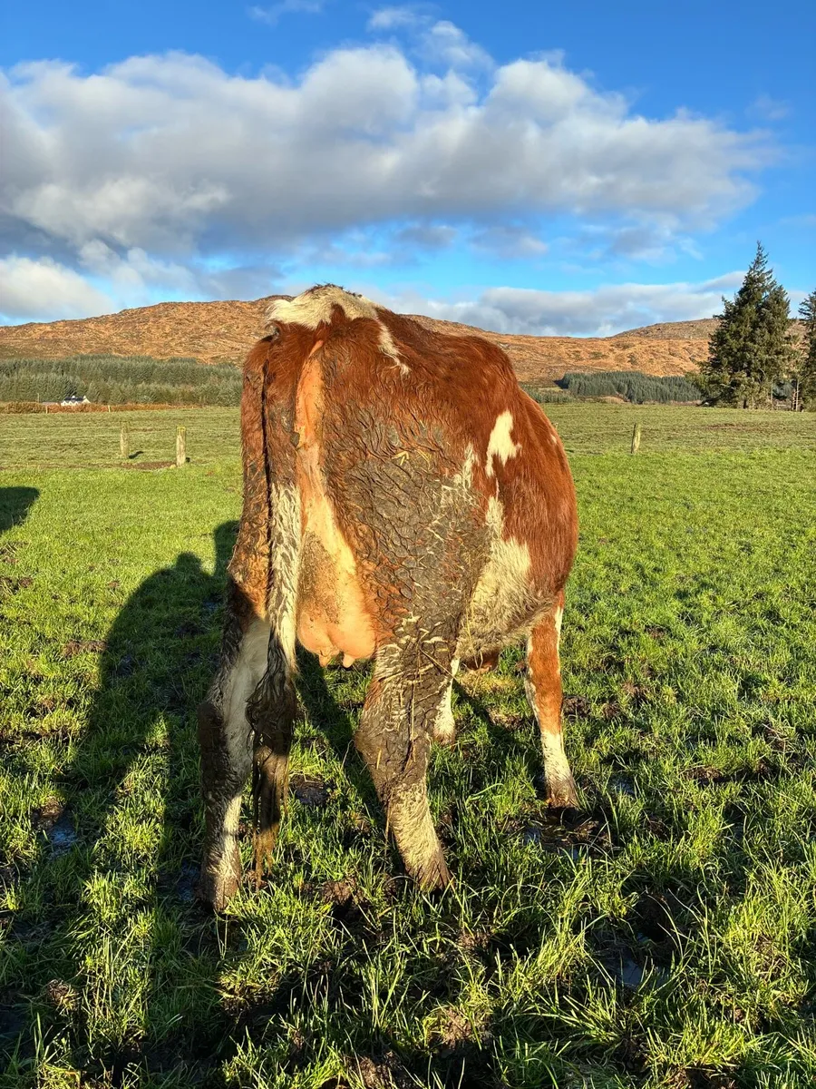 In calf heifers - Image 4
