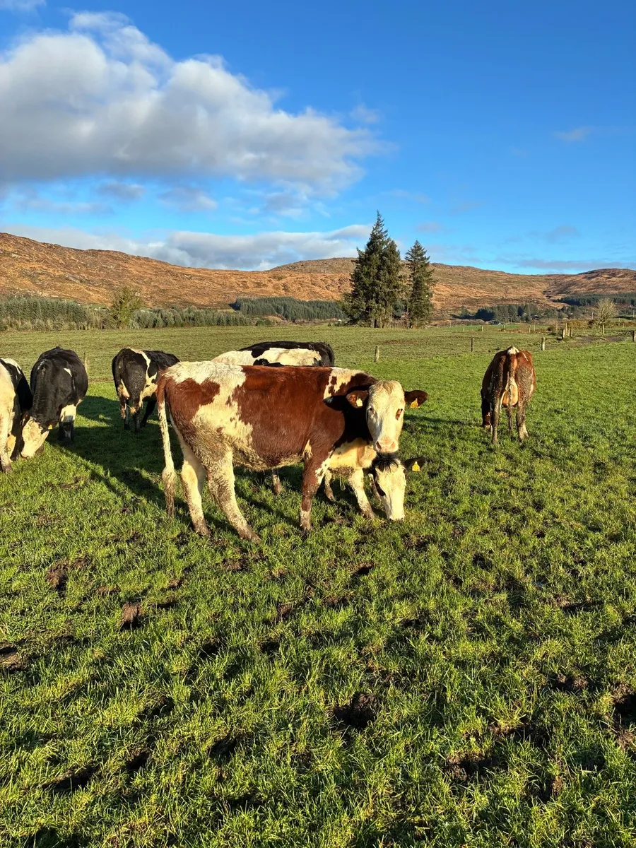 In calf heifers - Image 1