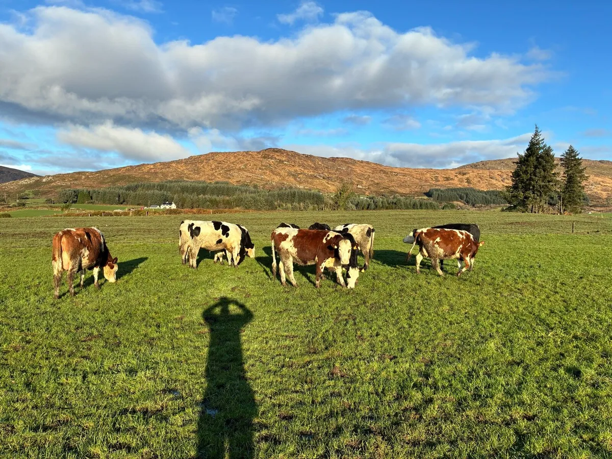 In calf heifers - Image 2
