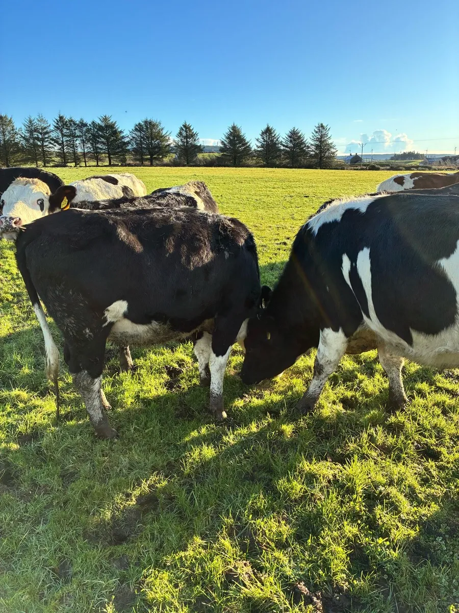 In calf heifers - Image 3