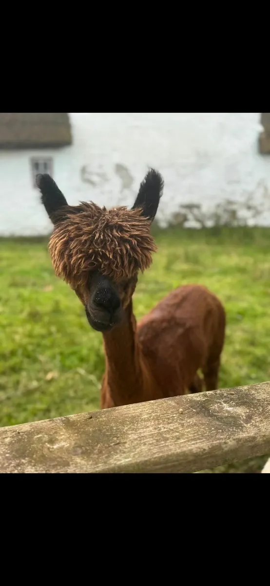 Alpaca - Image 2