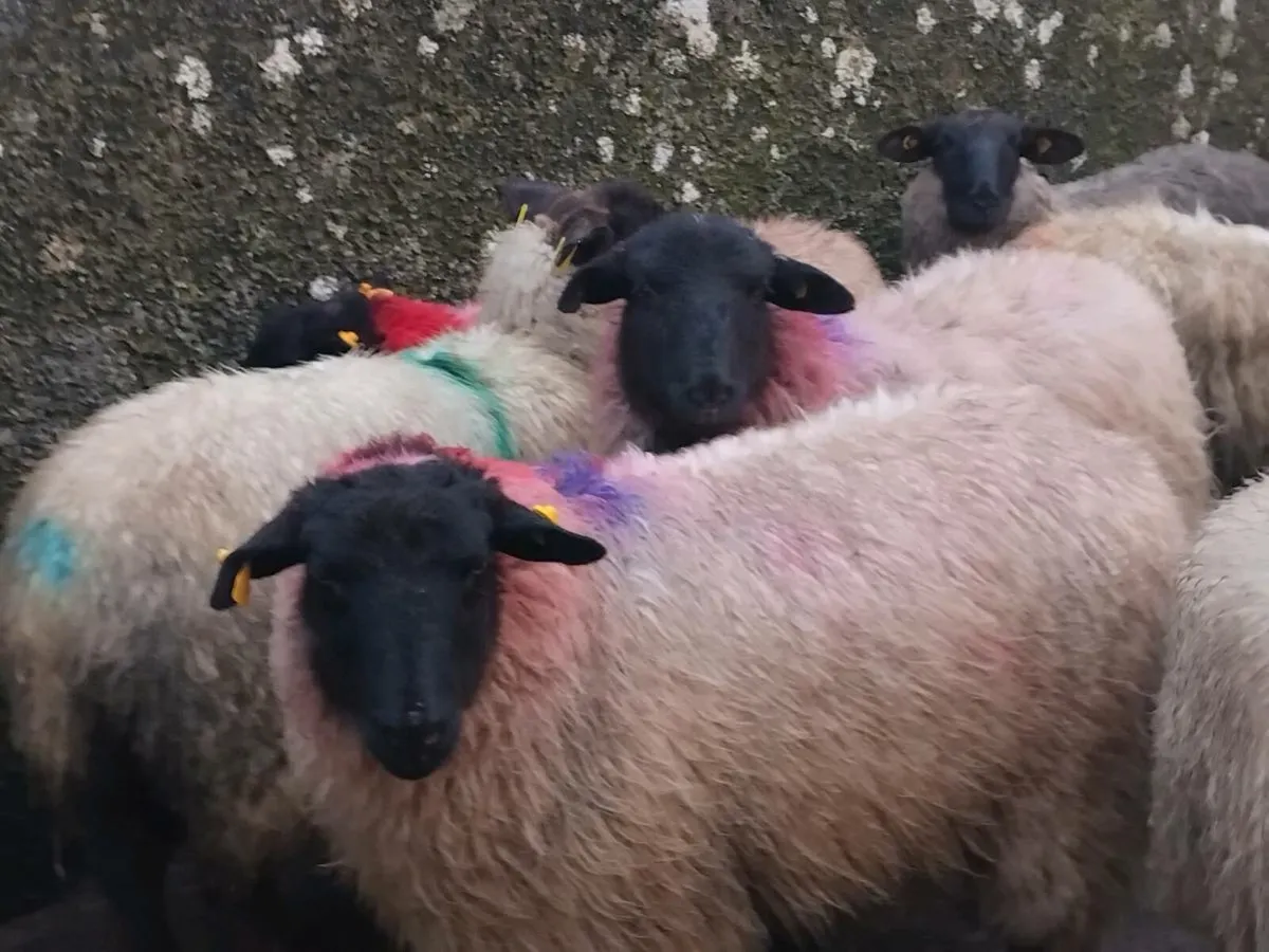 40 Super Ewe Lamb's - Image 1