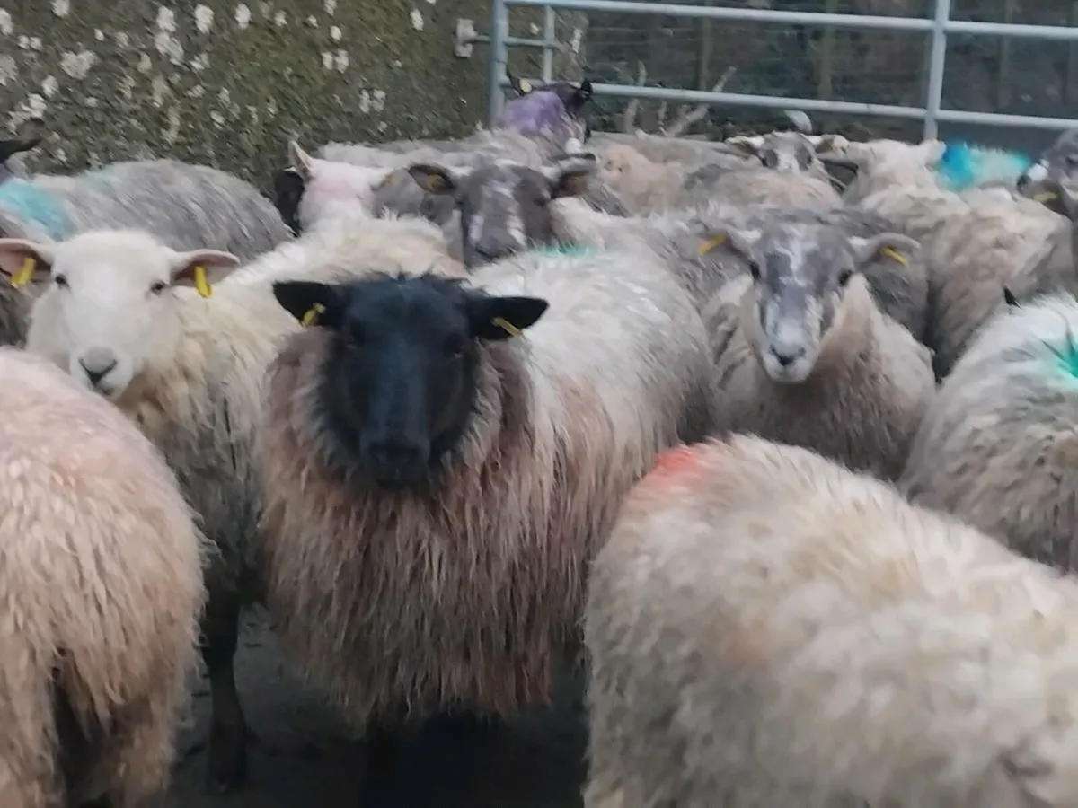 40 Super Ewe Lamb's - Image 2