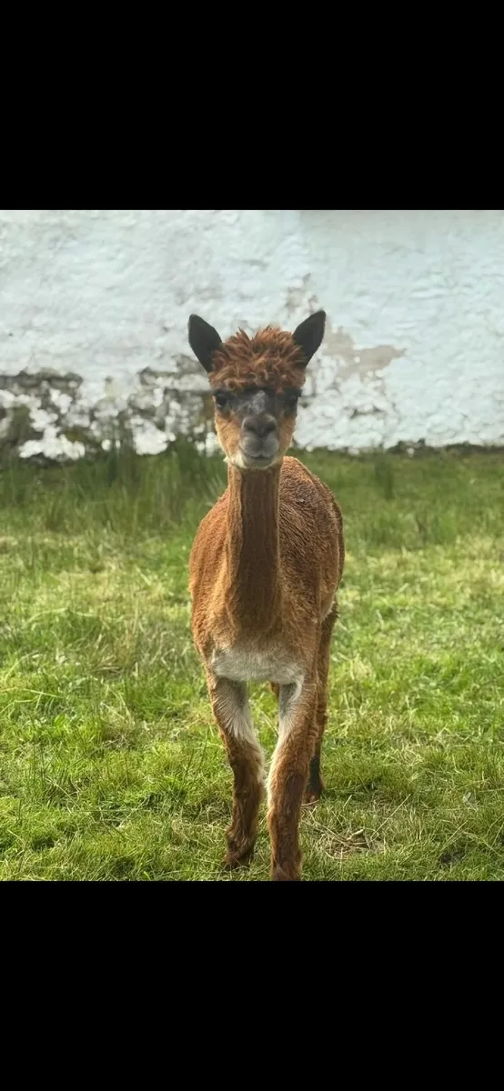 Alpaca - Image 3