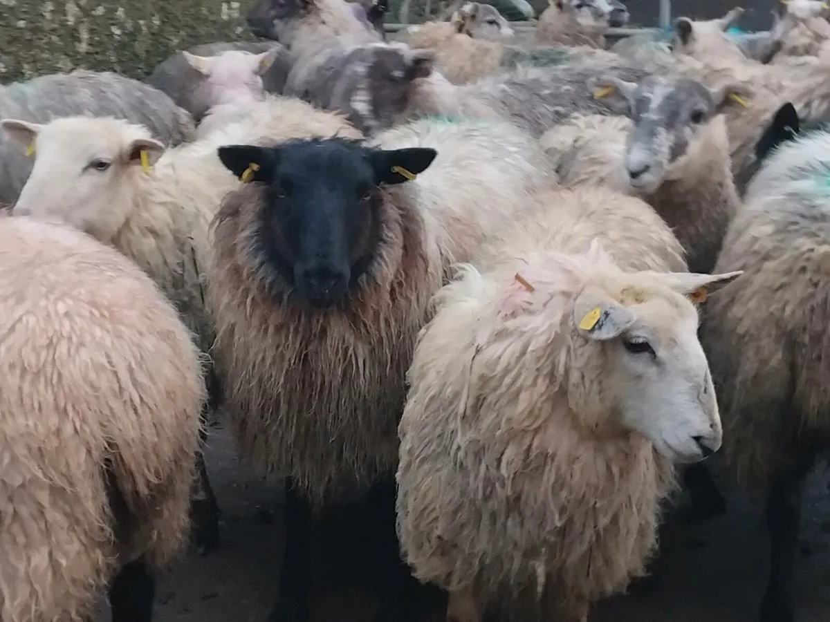 40 Super Ewe Lamb's - Image 3