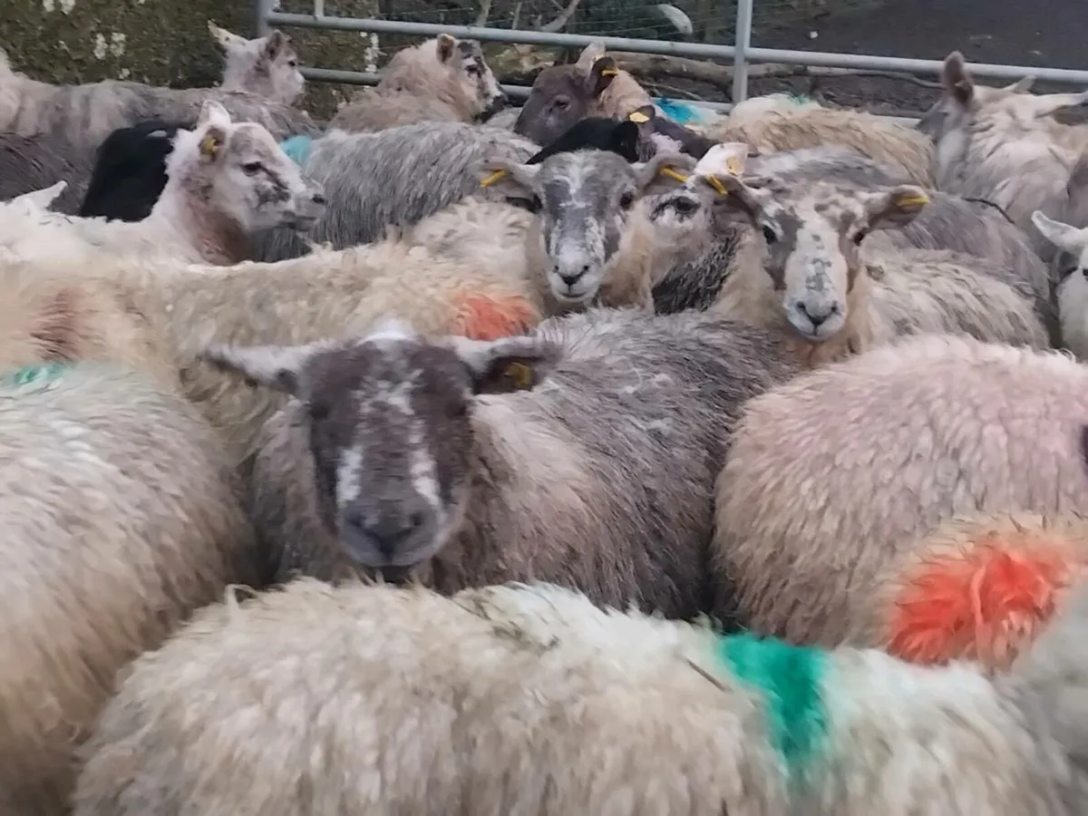 40 Super Ewe Lamb's - Image 4