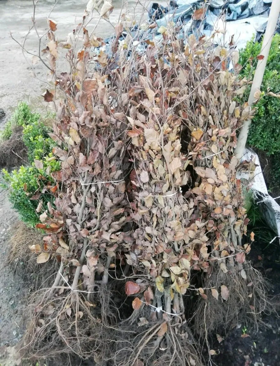 Copper Beech Hedging - Image 1