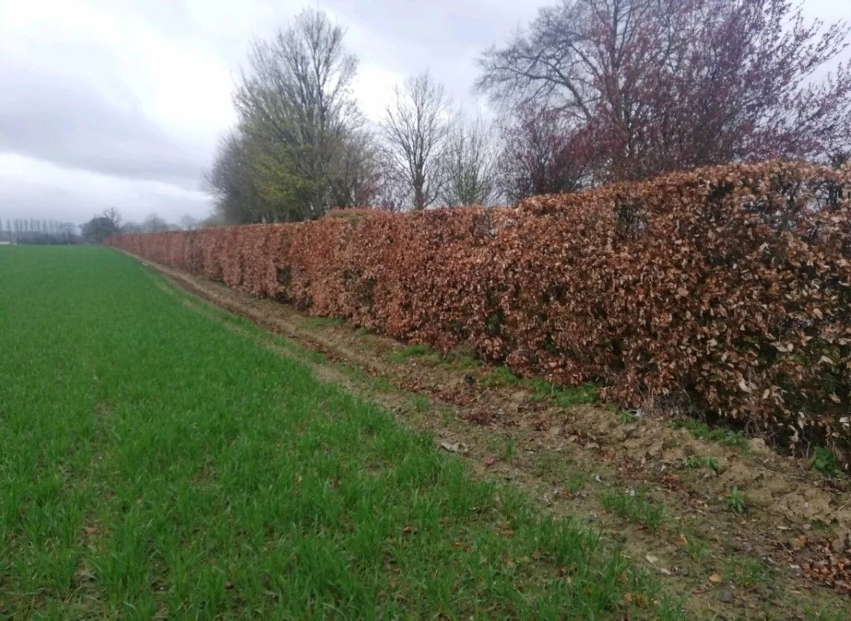 Copper Beech Hedging - Image 3