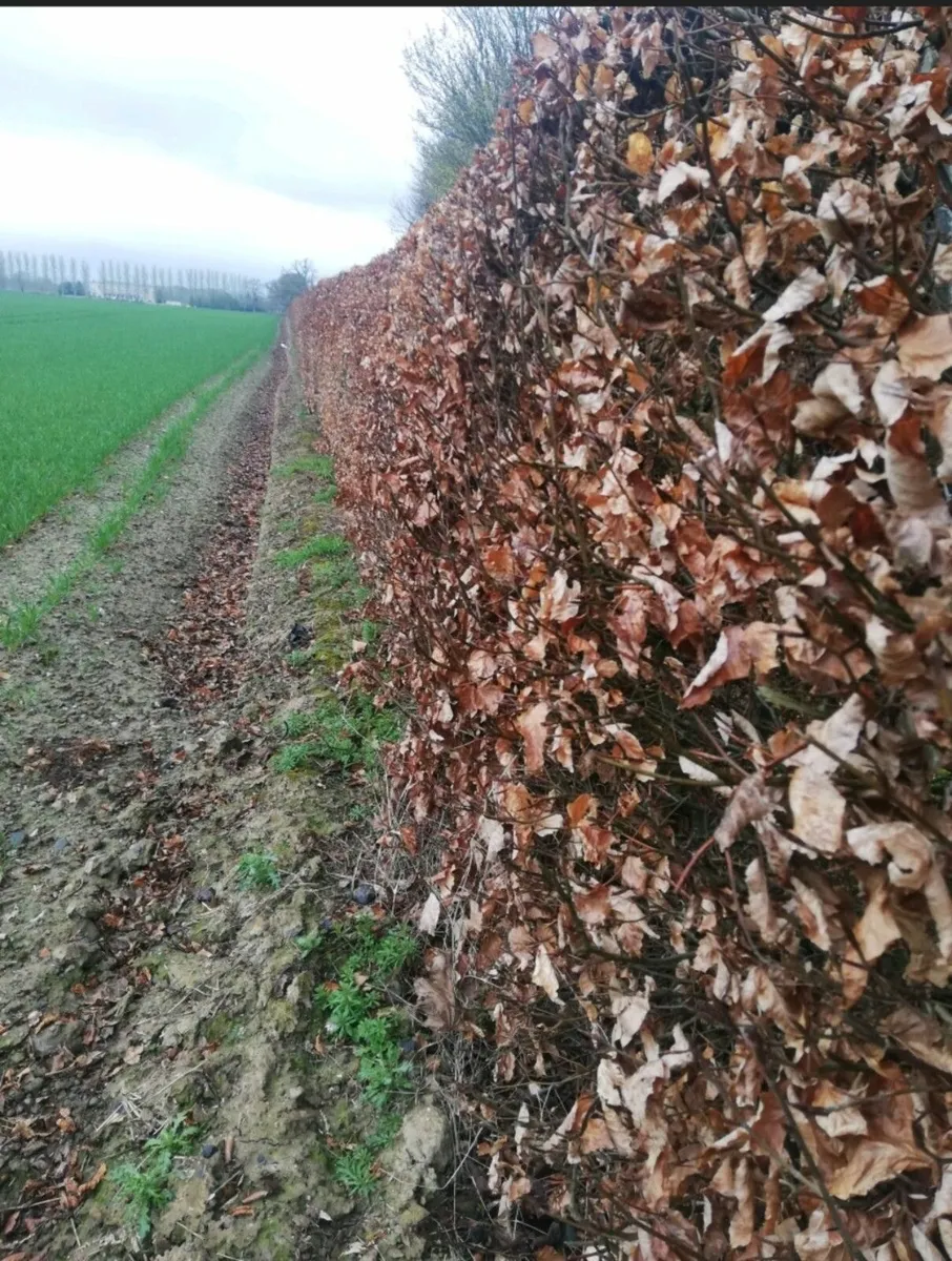Copper Beech Hedging - Image 4
