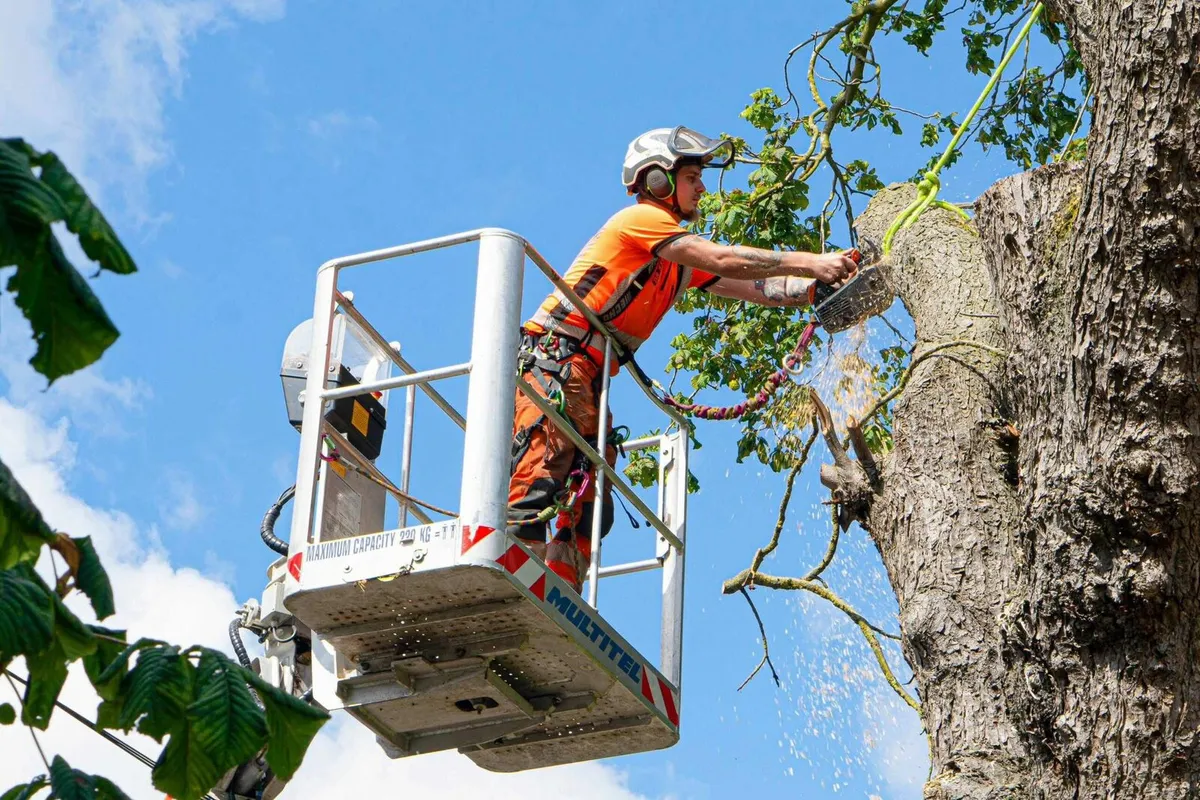🌳 Tree Surgeon🌳30% Off🌳 - Image 2