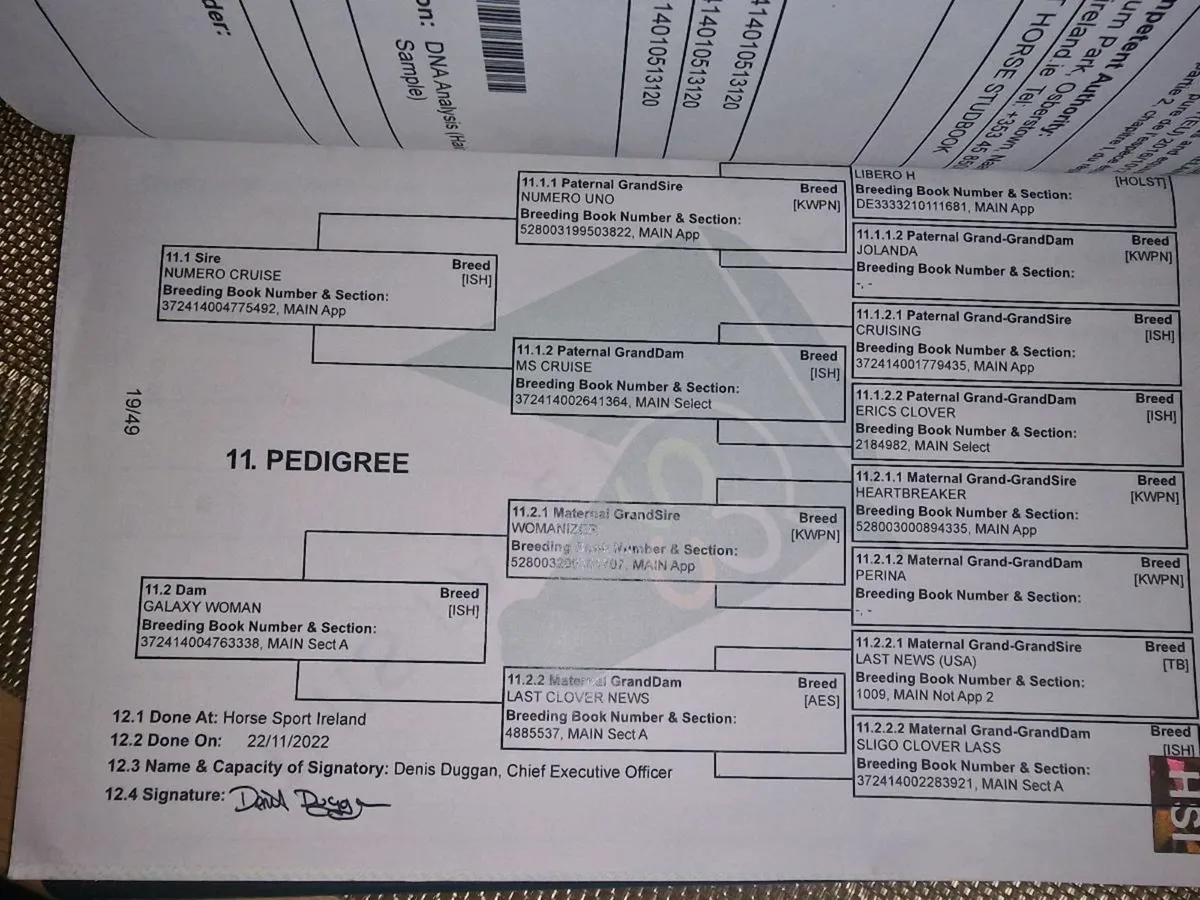 5-Year-Old 148cm Pony - Image 2