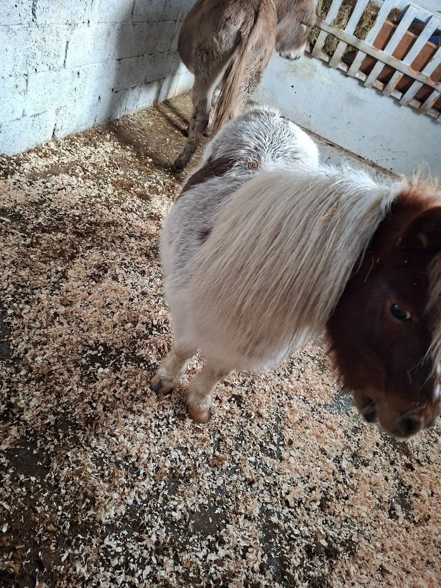 Pony for sale - Image 3