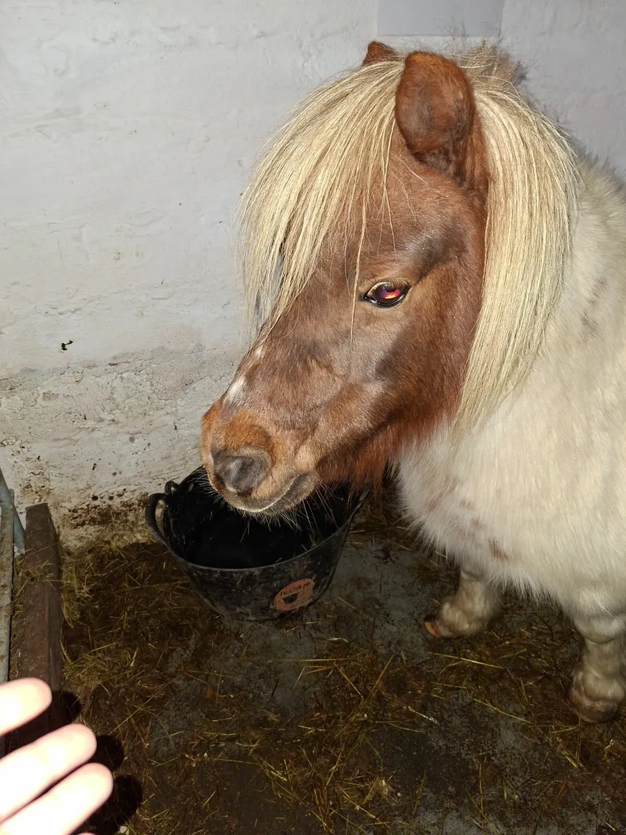 Pony for sale - Image 1